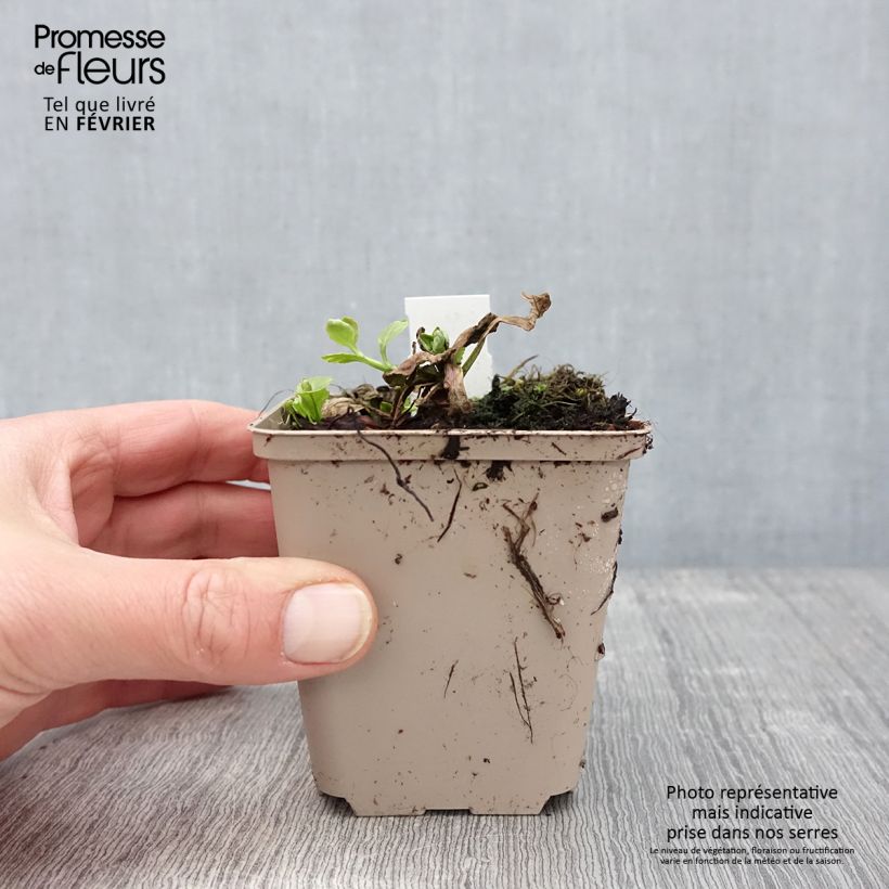 Amostra de Ajuga reptans Golden Glow Vaso de 8/9 cm tal como entregue no inverno