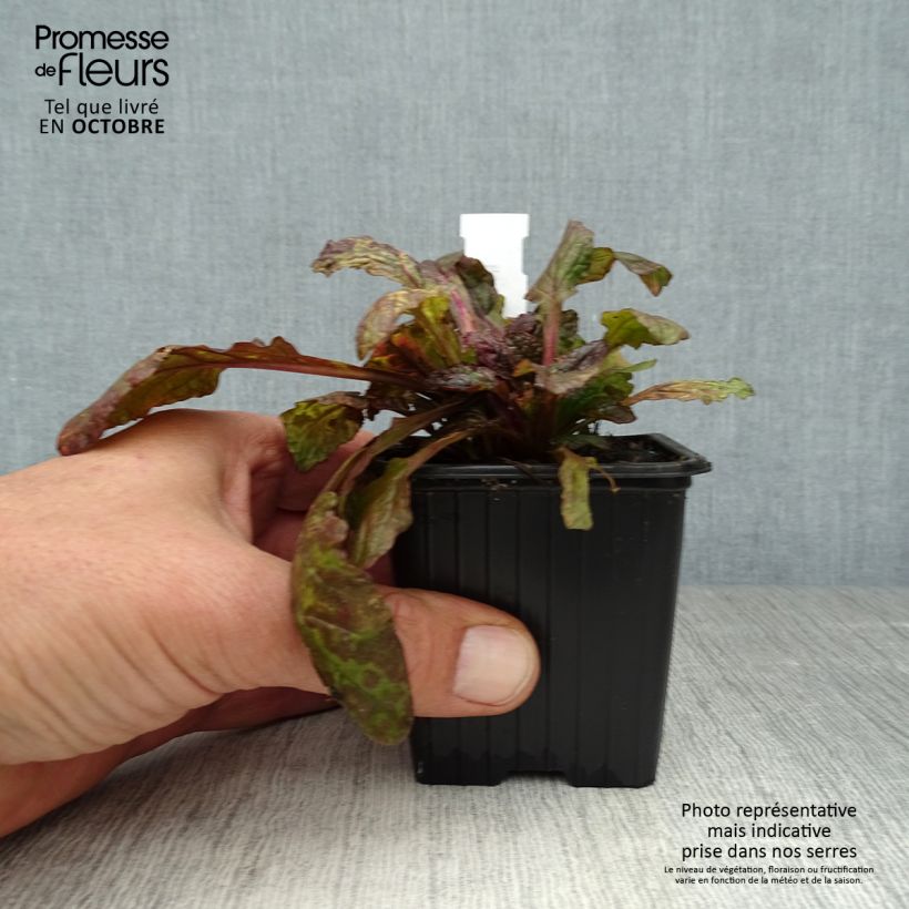 Amostra de Ajuga reptans Multicolor (Rainbow) Vaso de 8/9 cm tal como entregue no outono