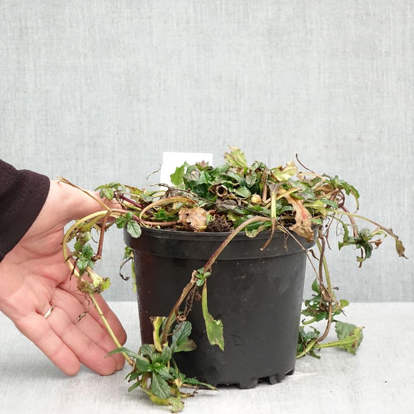 Amostra de Ajuga reptans Vaso de 2 L/3 L tal como entregue no outono