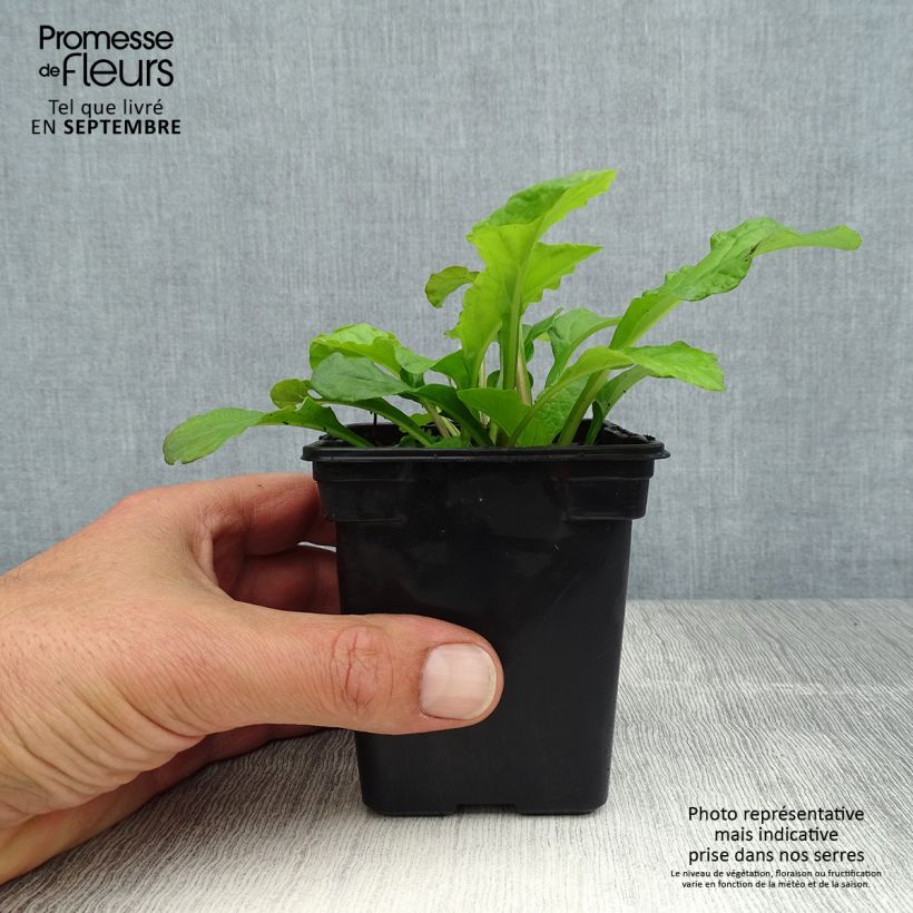 Amostra de Ajuga reptans Purple Torch Vaso de 7/8 cm tal como entregue no verão