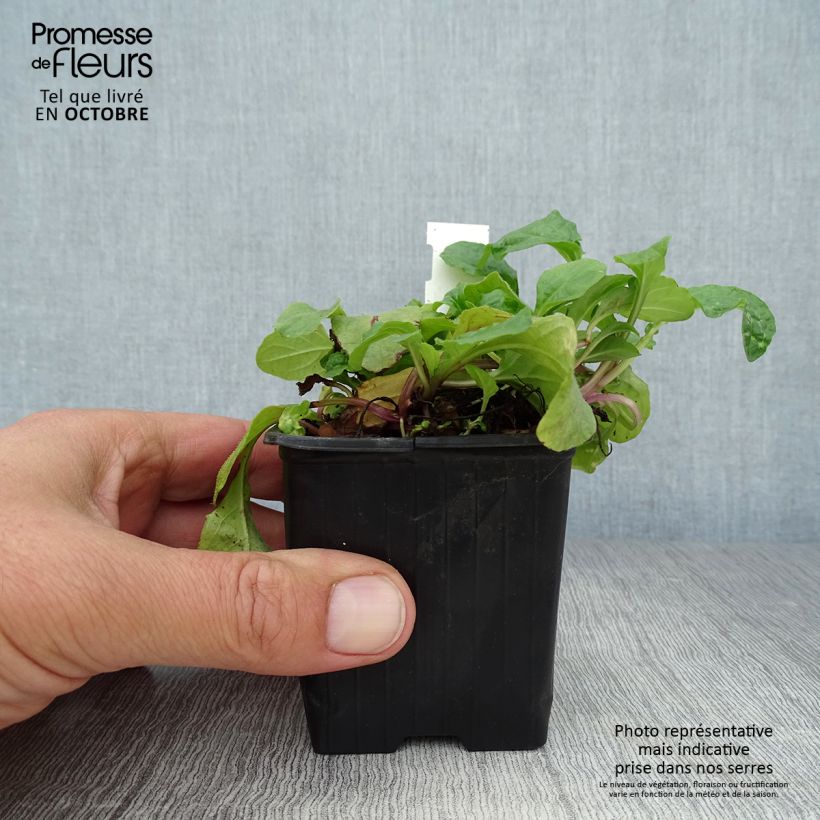 Amostra de Ajuga reptans Rosea Vaso de 8/9 cm tal como entregue no outono