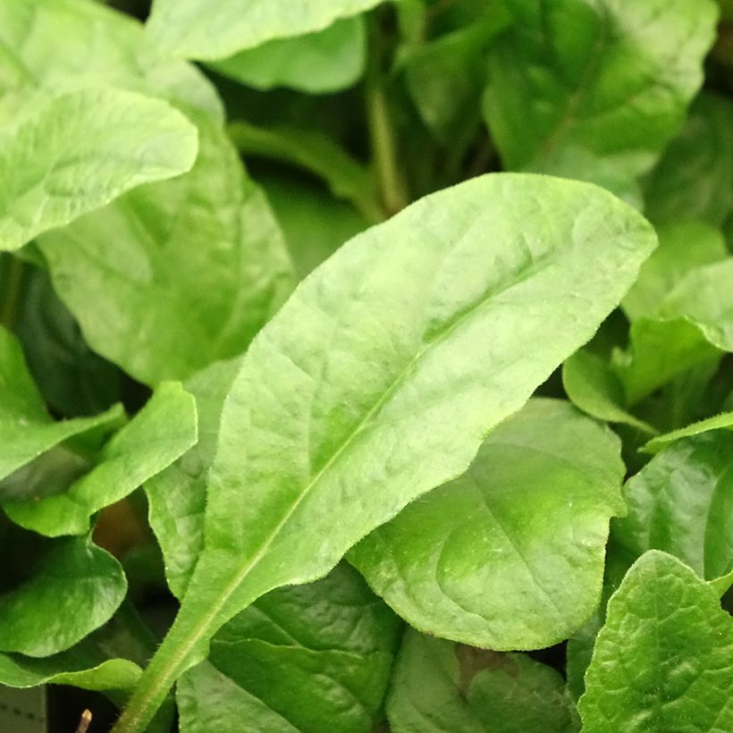Ajuga reptans Rosea (Folhagem)