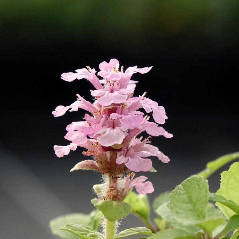Ajuga reptans Rosea (Floração)