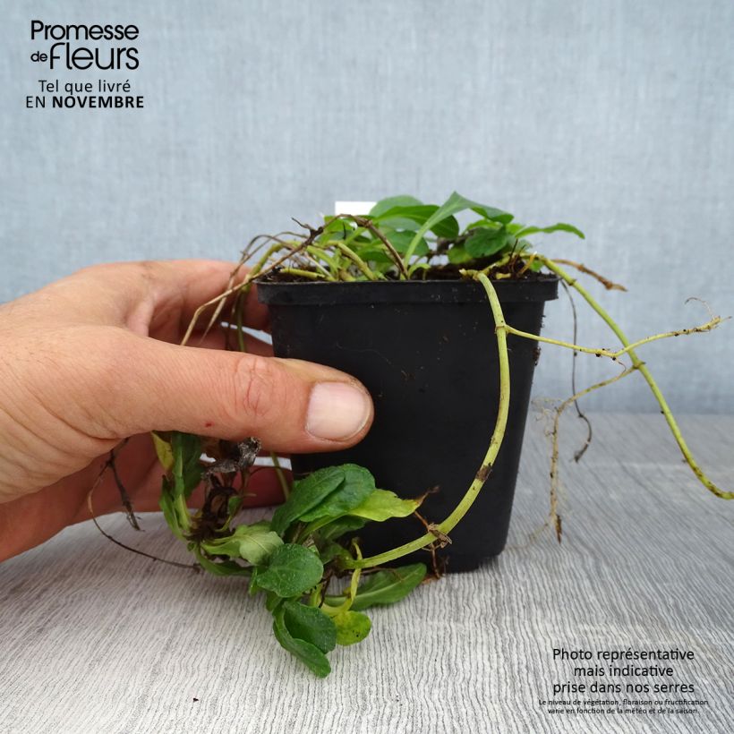 Amostra de Ajuga reptans Sanne Vaso de 8/9 cm tal como entregue no outono