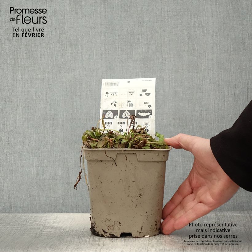 Amostra de Bugle rampante - Ajuga tenorii Chocolate Chip (Valfredda) Vaso de 2 L/3 L tal como entregue no inverno