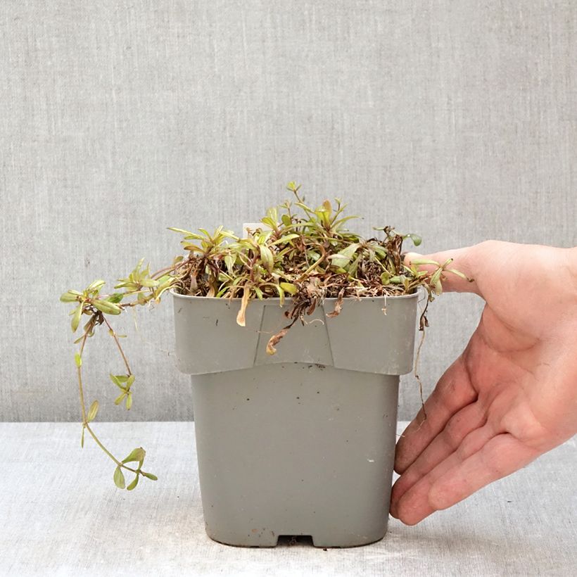 Amostra de Ajuga tenorii Chocolate Chip Vaso de 2 L/3 L tal como entregue na primavera