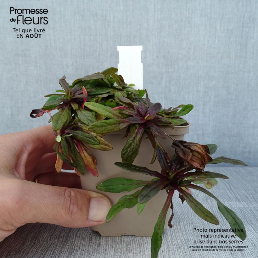 Amostra de Ajuga tenorii Dixie Chip Vaso de 8/9 cm tal como entregue no verão