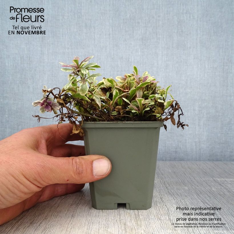 Amostra de Ajuga tenorii Princess Nadia Vaso de 8/9 cm tal como entregue no outono