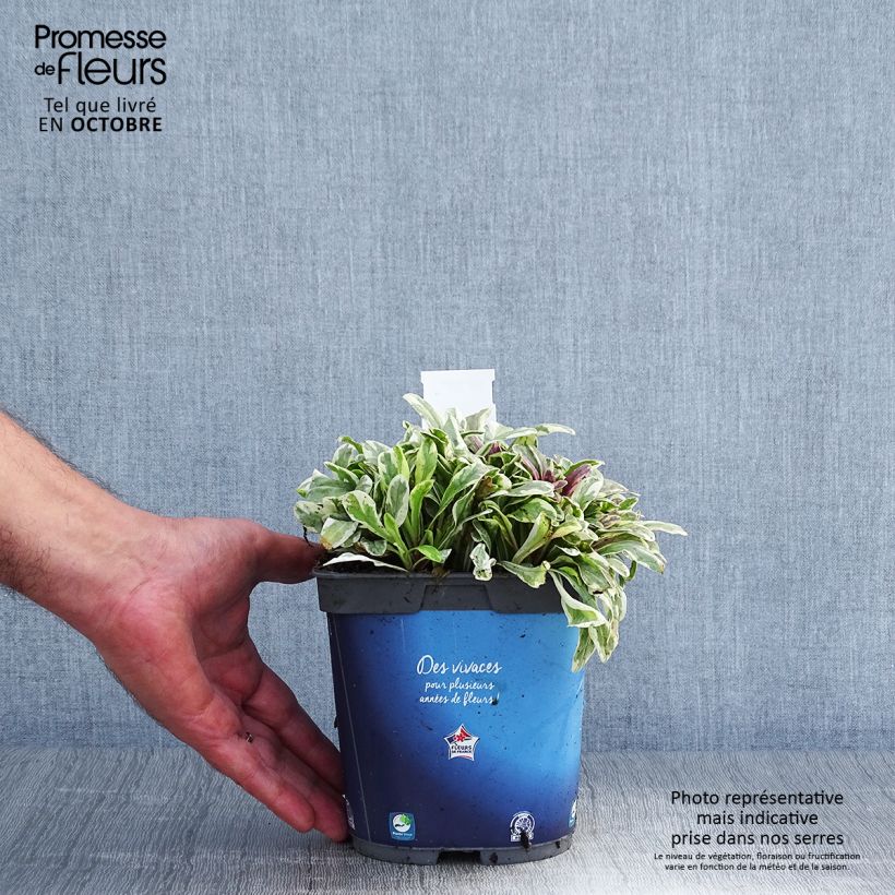 Amostra de Ajuga tenorii Princess Nadia Vaso de 1,5 L/2 L tal como entregue no outono