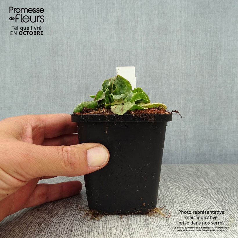 Amostra de Ajuga reptans Variegata Vaso de 8/9 cm tal como entregue no outono