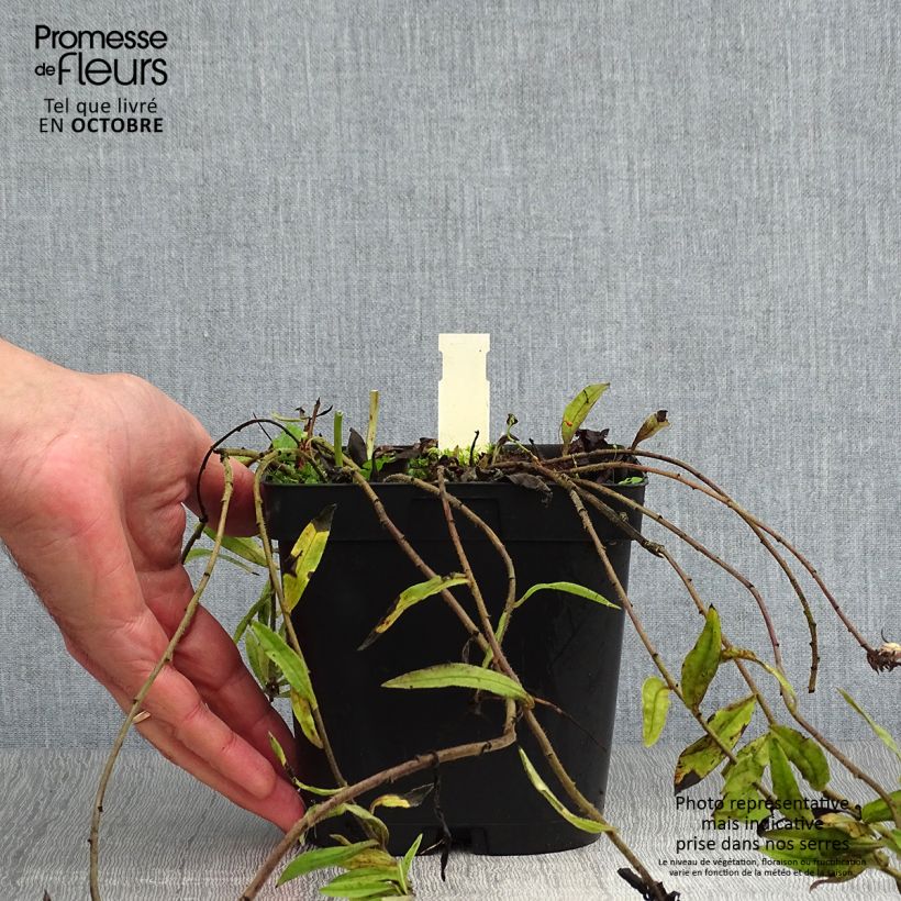 Amostra de Buglossoides purpurocaerulea Vaso de 2 L/3 L tal como entregue no outono