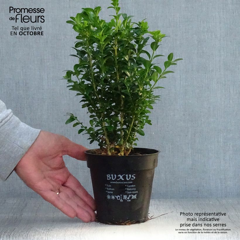 Amostra de Buxus sempervirens - Buxo para bordaduras Vaso de 12 cm/13 cm tal como entregue no outono