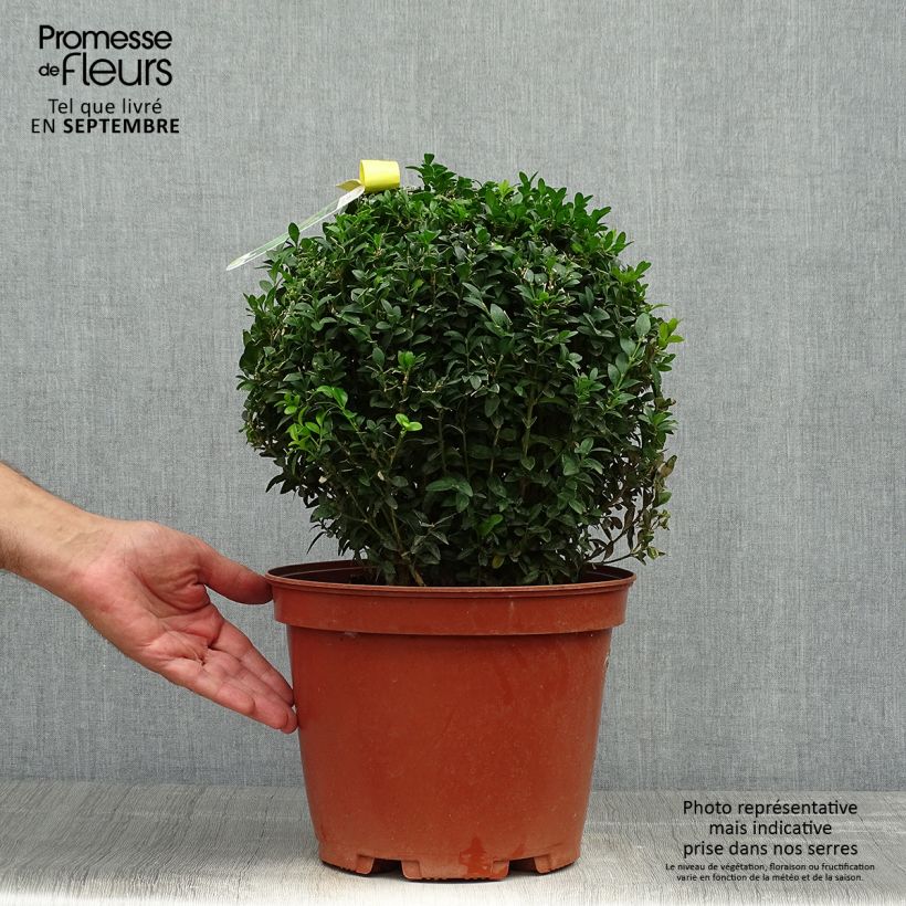 Amostra de Buxus sempervirens Vaso de 7,5 L/10 L, Bola tal como entregue no outono