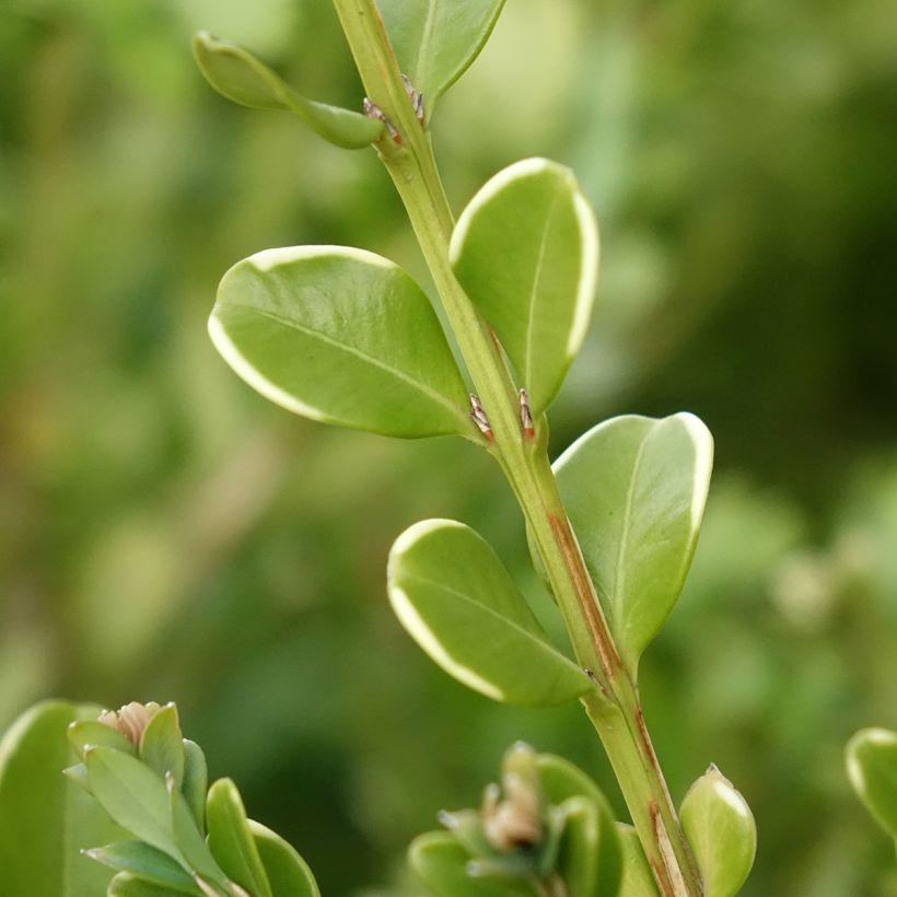 Buxo Betterbuxus Babylon Beauty (Folhagem)