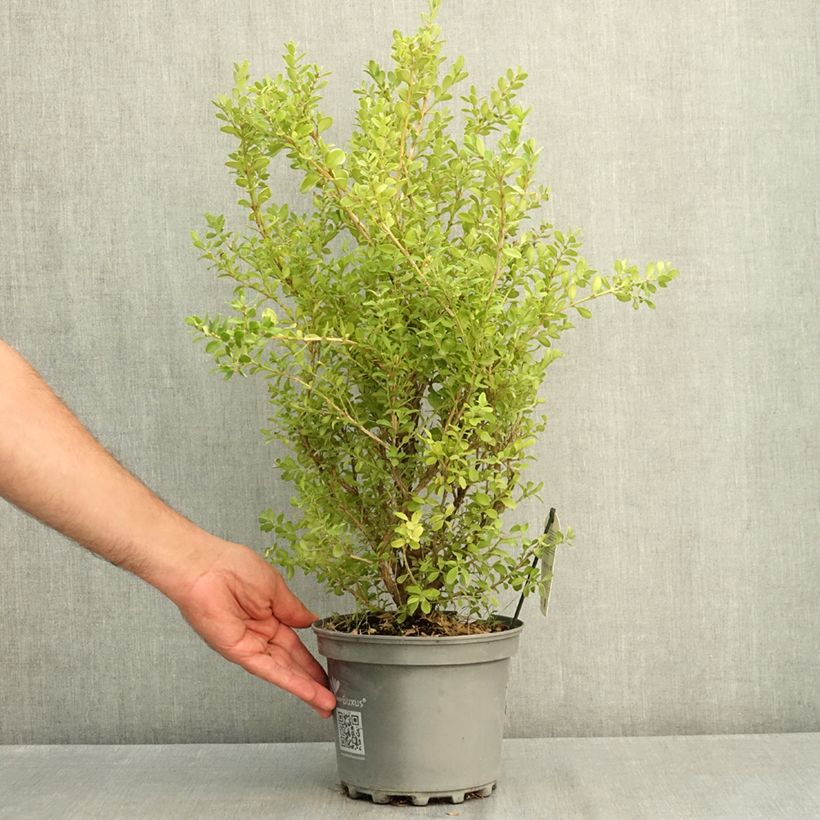Amostra de Buxo Betterbuxus Babylon Beauty Vaso de 3 L/4 L tal como entregue no verão
