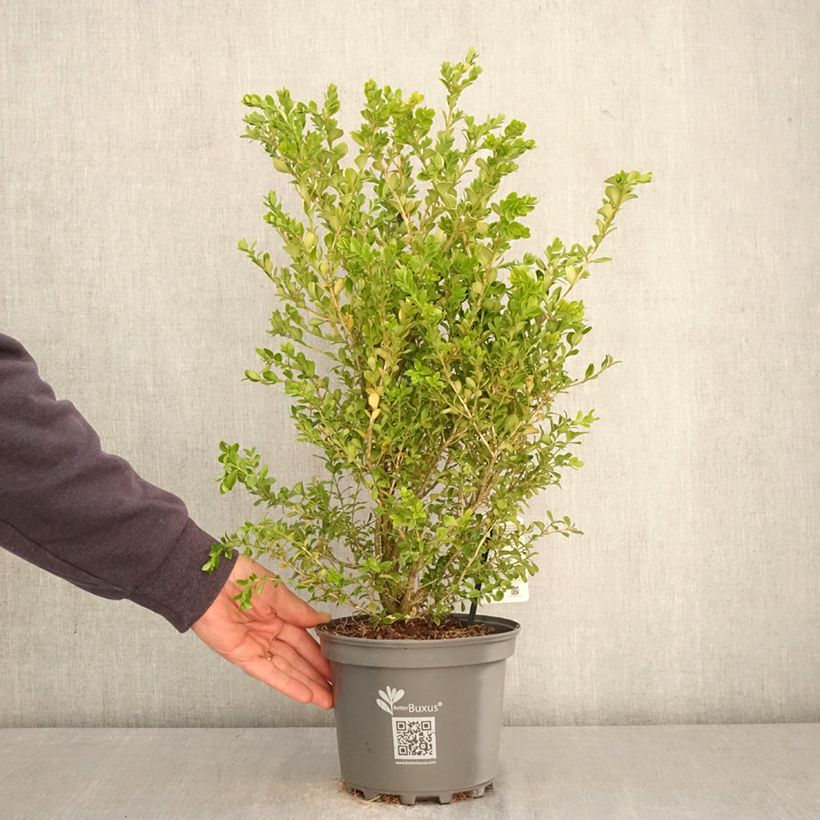 Amostra de Buxo Betterbuxus Babylon Beauty Vaso de 3 L/4 L tal como entregue na primavera