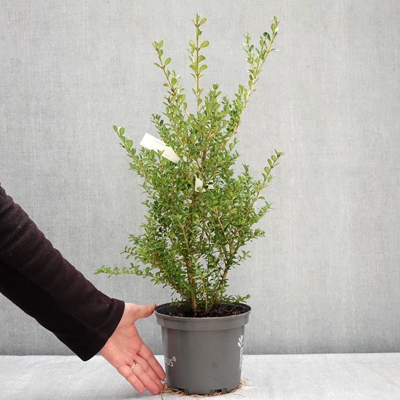 Amostra de Buxo Renaissance Vaso de 3 L/4 L tal como entregue no inverno