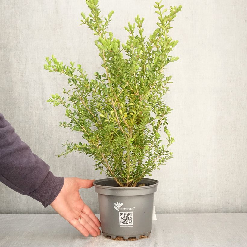 Amostra de Buxo Renaissance Vaso de 3 L/4 L tal como entregue na primavera