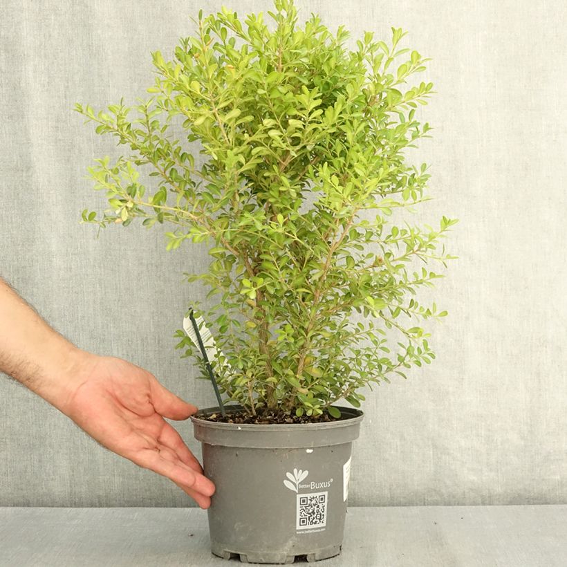 Amostra de Buxo Skylight Vaso de 3 L/4 L tal como entregue no verão