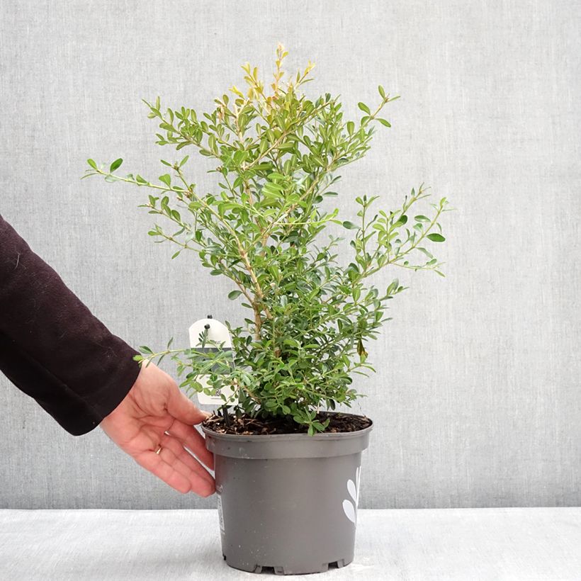 Amostra de Buxo Skylight Vaso de 3 L/4 L tal como entregue no inverno