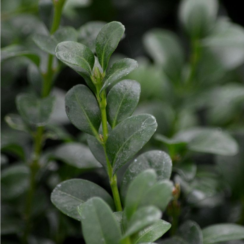 Buxus sempervirens - Buxo para bordaduras (Folhagem)