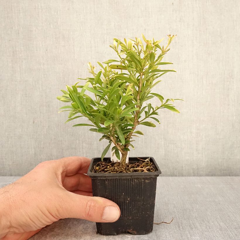 Amostra de Buxus sinica var. insularis Mipo Vaso de 8/9 cm tal como entregue na primavera