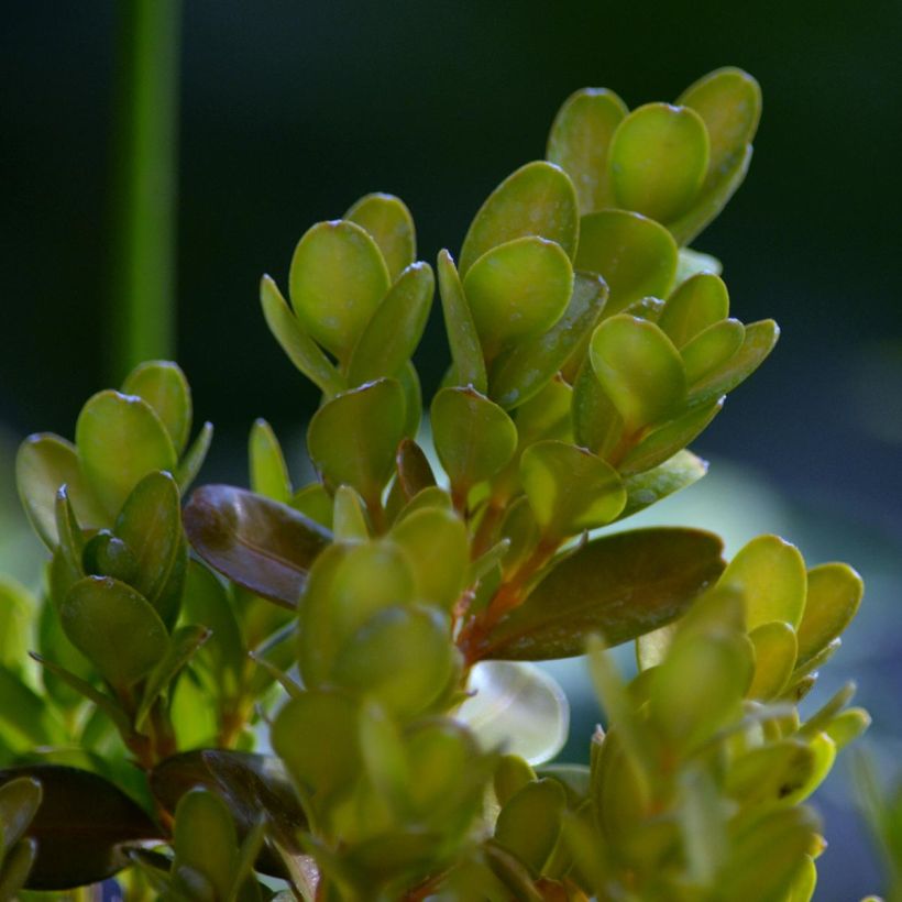 Buxus sempervirens Suffruticosa em vaso pequeno (Folhagem)