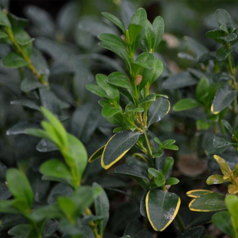 Buxus sempervirens (Folhagem)