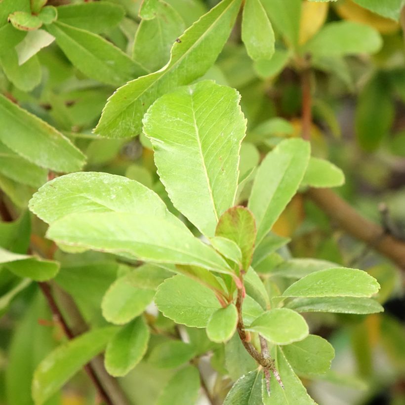 Piracanta coccinea Saphyr Jaune (Folhagem)