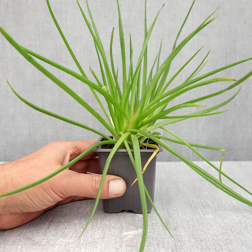 Amostra de Bulbine frutescens Avera Sunset Orange Vaso de 8/9 cm tal como entregue no outono