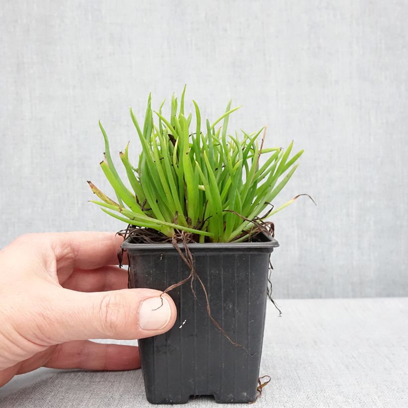 Amostra de Bulbine frutescens Avera Sunset Orange Vaso de 8/9 cm tal como entregue na primavera