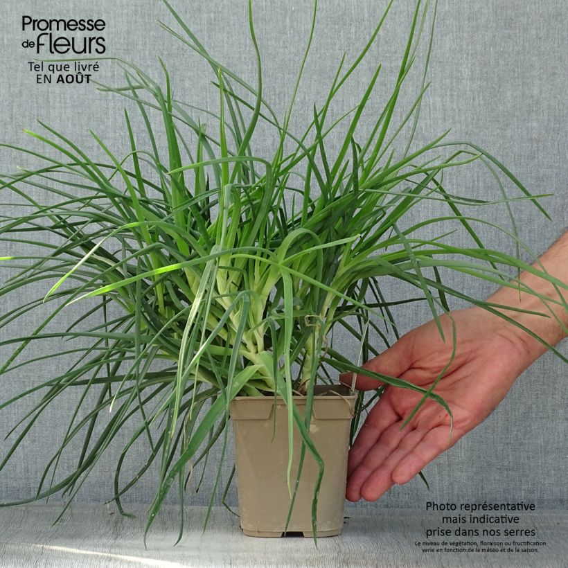 Amostra de Bulbine frutescens Vaso de 1 L/1,5 L tal como entregue no verão