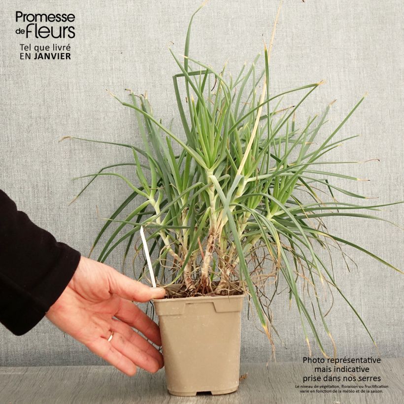 Amostra de Bulbine frutescens Vaso de 1 L/1,5 L tal como entregue no inverno