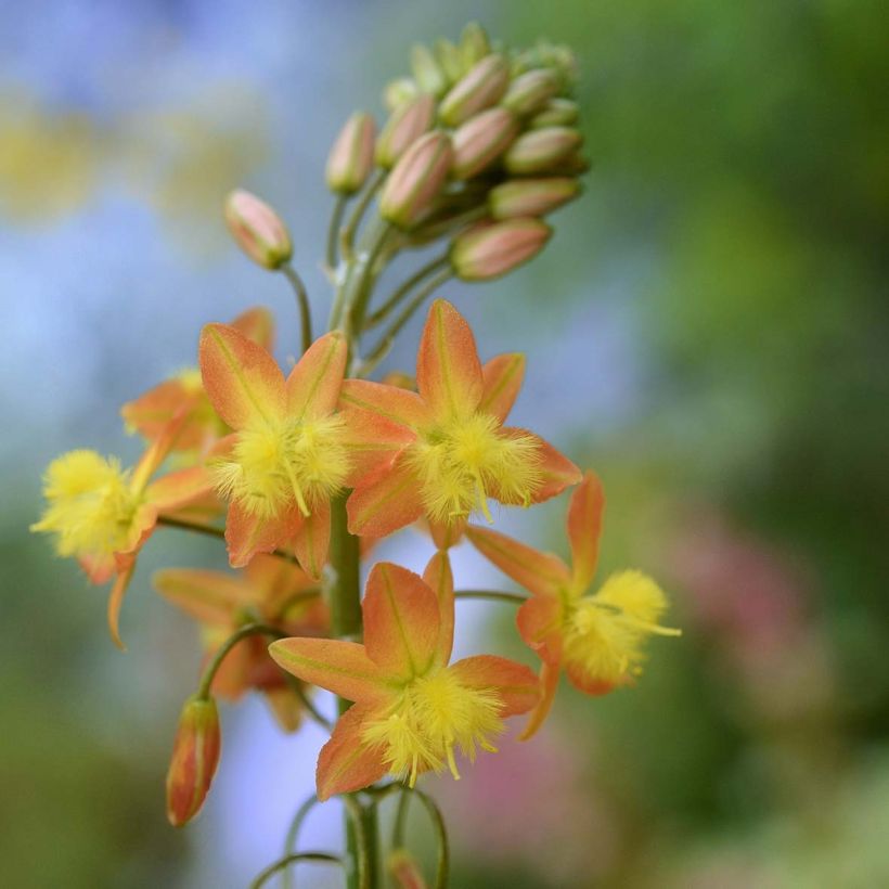 Bulbine frutescens (Floração)