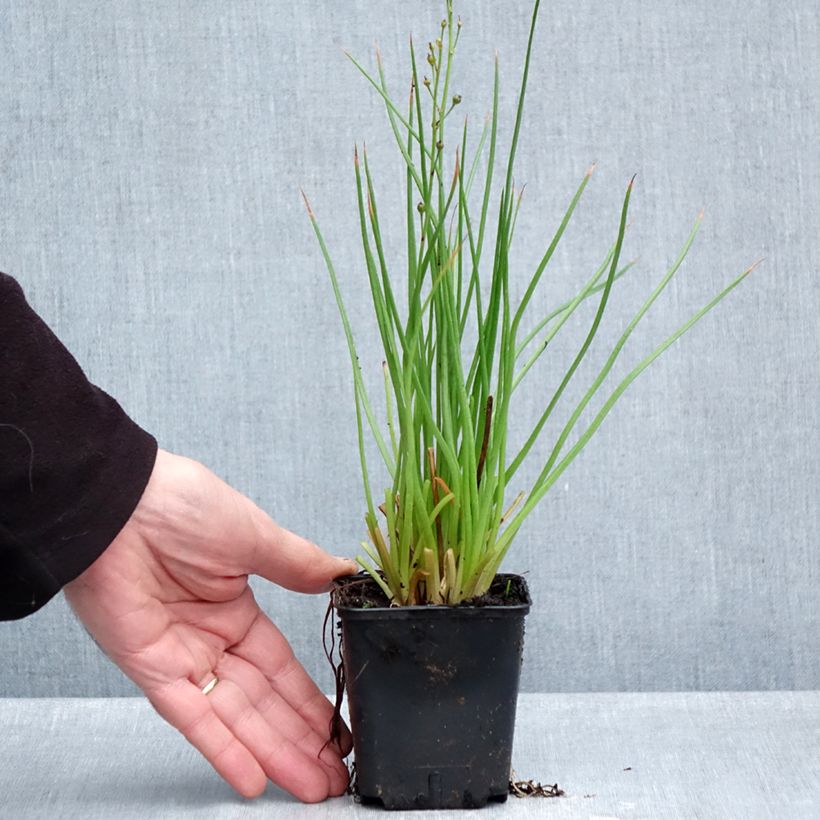 Amostra de Bulbine frutescens Hallmarck Vaso de 8/9 cm tal como entregue no outono