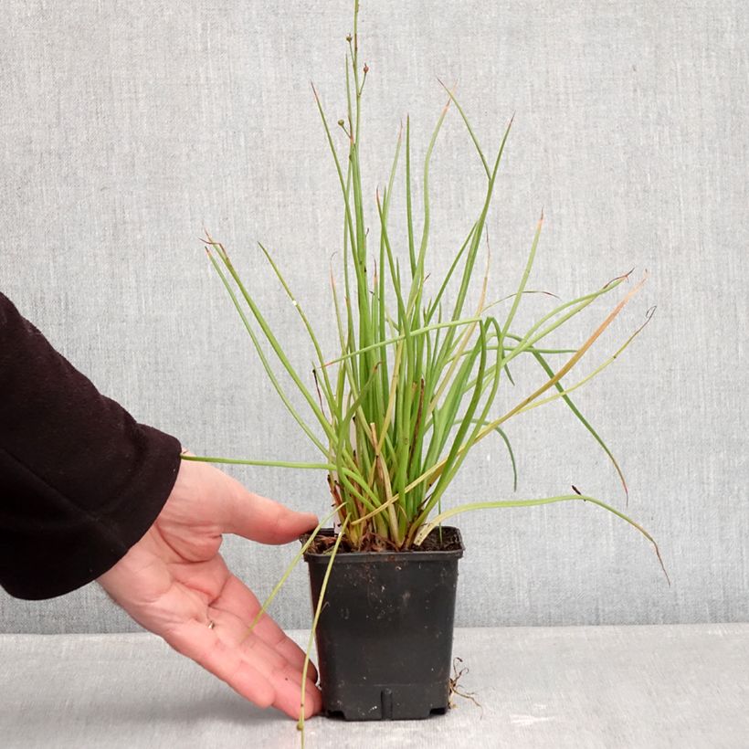 Amostra de Bulbine frutescens Hallmarck Vaso de 8/9 cm tal como entregue no inverno