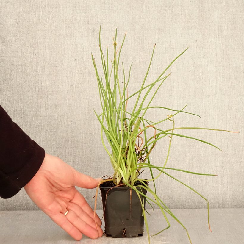 Amostra de Bulbine frutescens Hallmarck Vaso de 8/9 cm tal como entregue na primavera