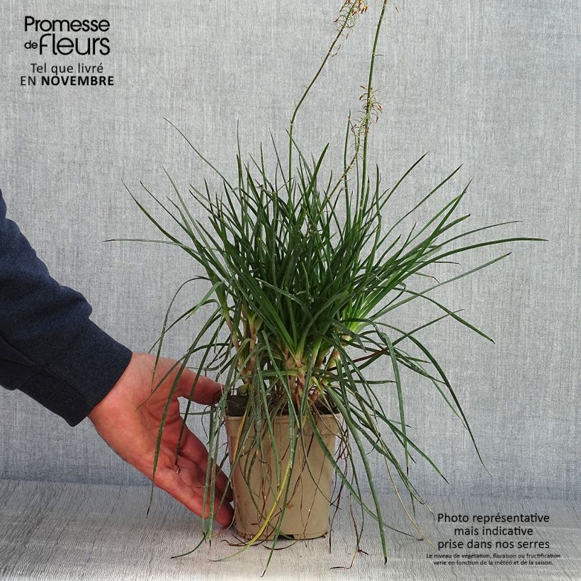 Amostra de Bulbine frutescens Hallmarck Vaso de 1 L/1,5 L tal como entregue no outono