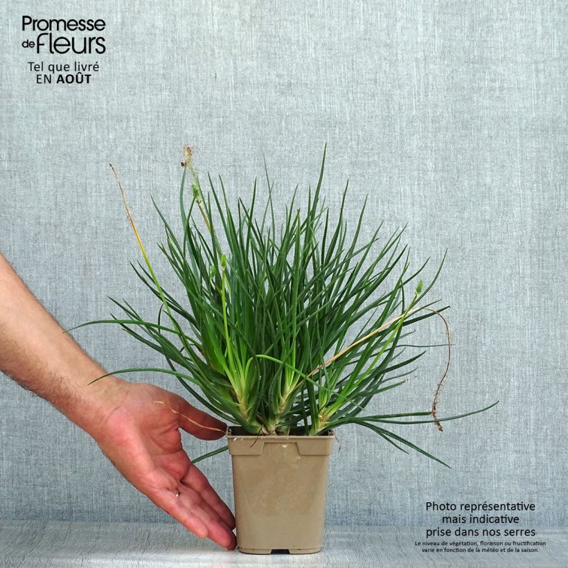 Amostra de Bulbine frutescens Hallmarck Vaso de 1 L/1,5 L tal como entregue no verão