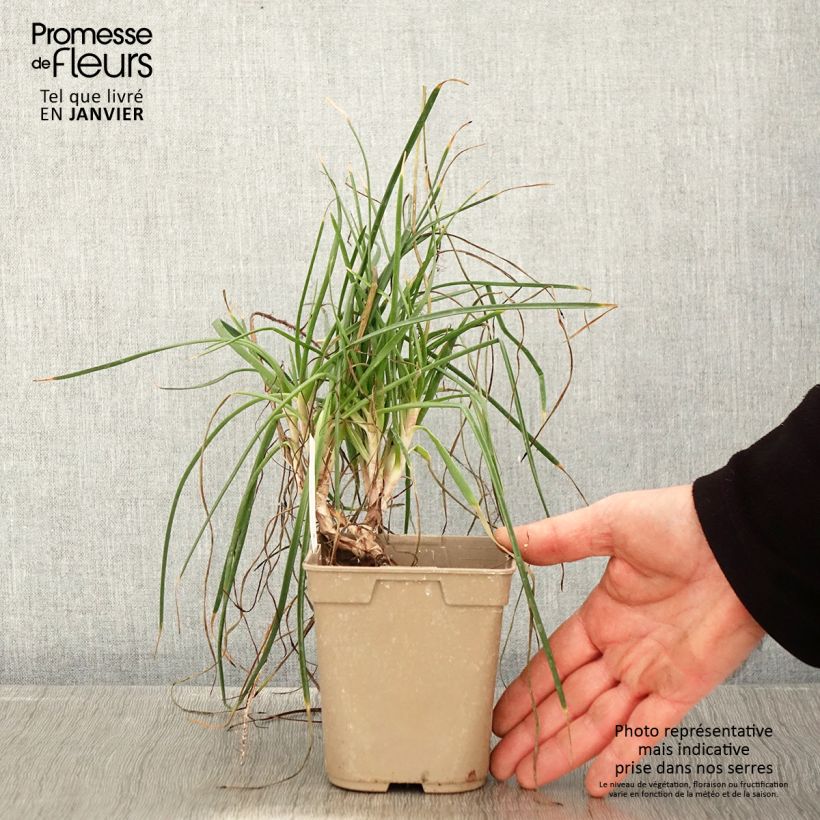 Amostra de Bulbine frutescens Hallmarck Vaso de 1 L/1,5 L tal como entregue no inverno