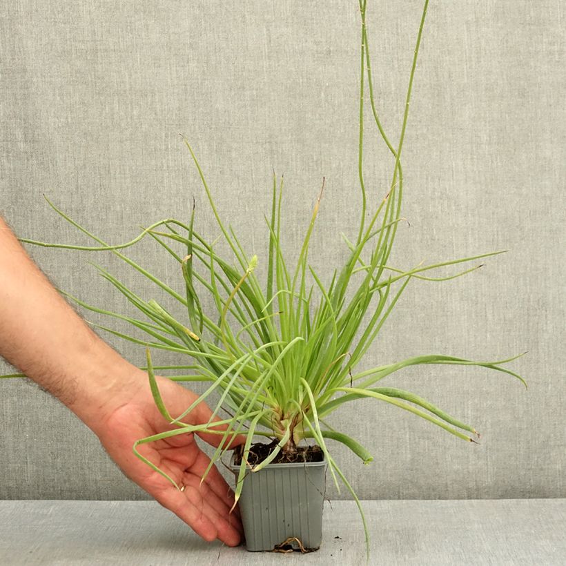 Amostra de Bulbine frutescens Medicus Vaso de 8/9 cm tal como entregue no verão