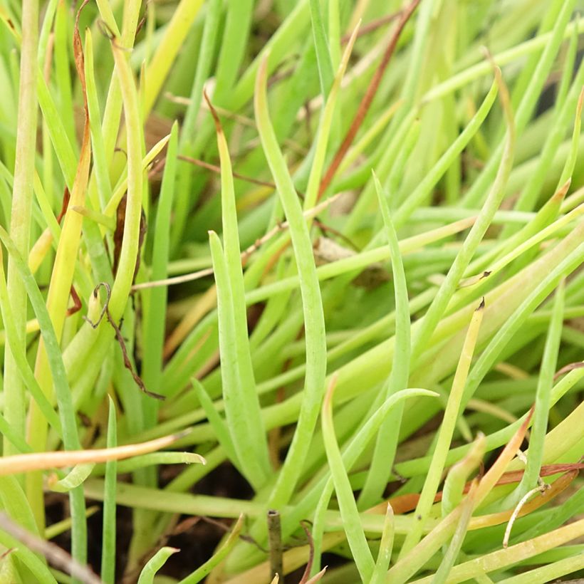 Bulbine frutescens Medicus (Folhagem)