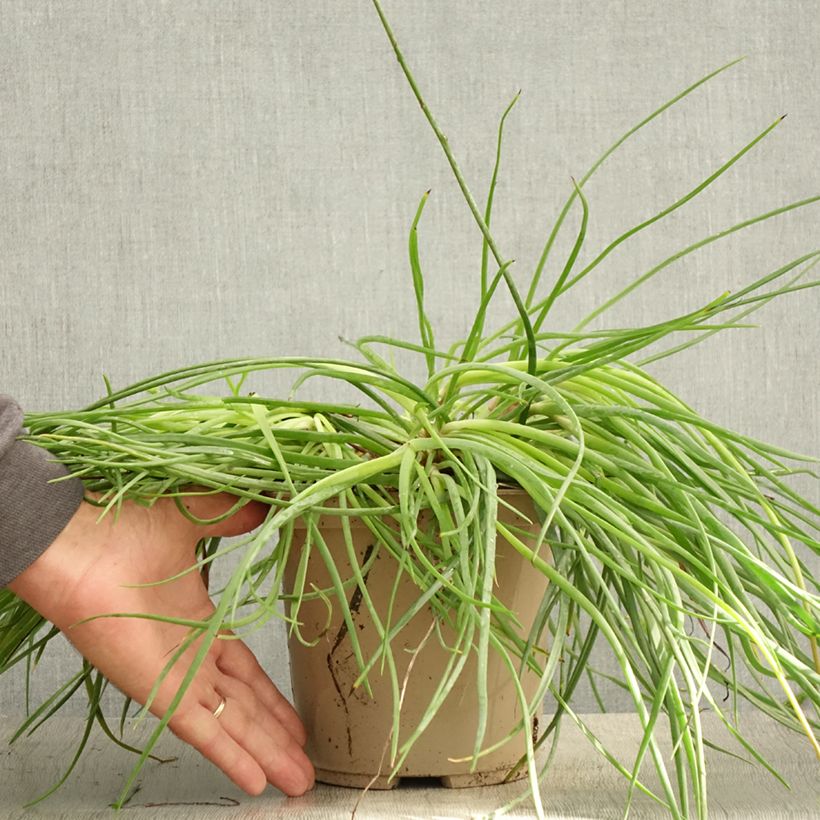 Amostra de Bulbine frutescens Medicus Vaso de 3 L/4 L tal como entregue no verão
