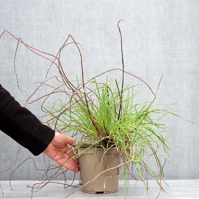 Amostra de Bulbine frutescens Medicus Pot de 3L/4L tal como entregue no inverno