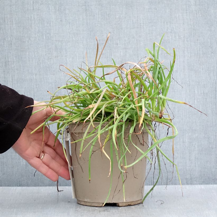 Amostra de Bulbine frutescens Medicus Vaso de 3 L/4 L tal como entregue na primavera