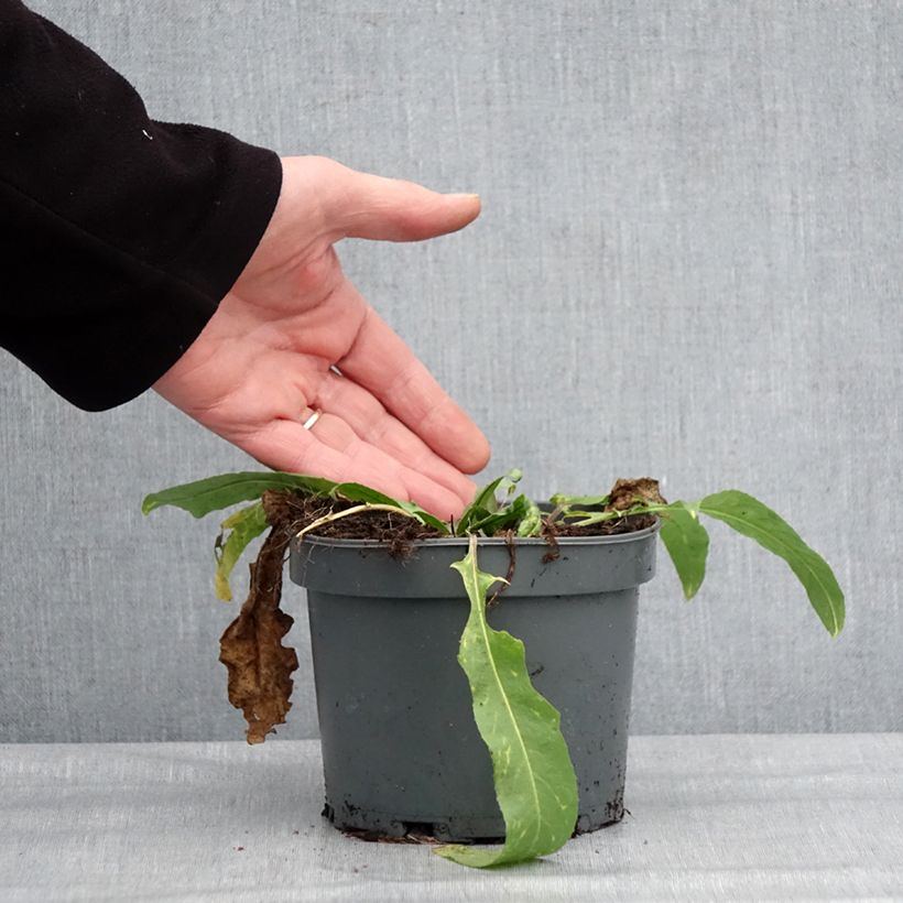 Amostra de Bunias orientalis - Roquette d’Orient, Bunias d’Orient Pot de 1,5L/2L tal como entregue no inverno