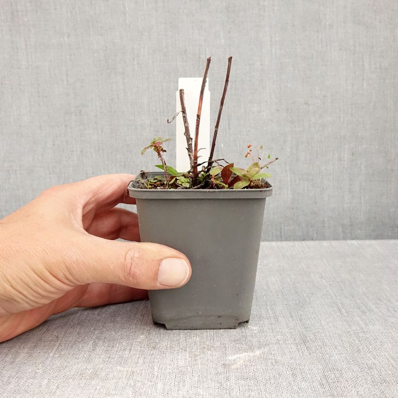 Amostra de Buphthalmum salicifolium Alpen Gold Vaso de 8/9 cm tal como entregue no outono