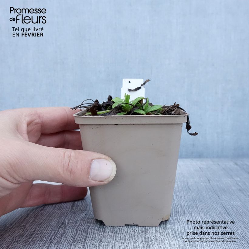 Amostra de Buphthalmum salicifolium Alpen Gold Vaso de 8/9 cm tal como entregue no inverno