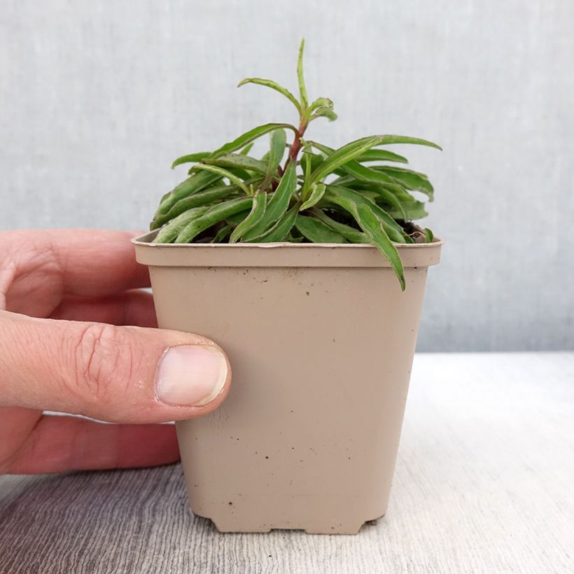 Amostra de Buphthalmum salicifolium Alpen Gold Vaso de 8/9 cm tal como entregue na primavera