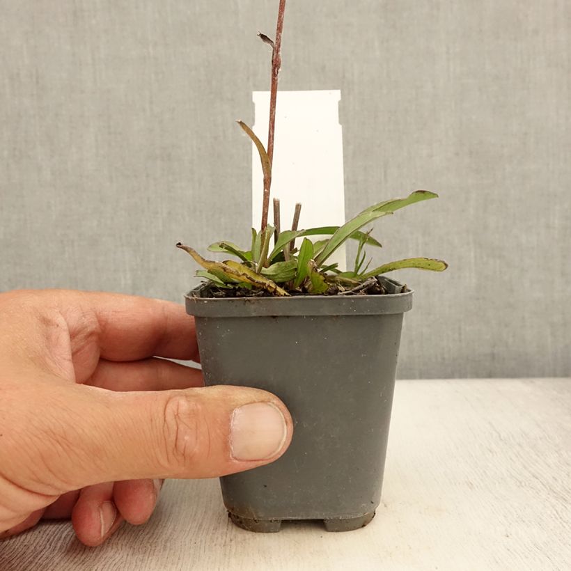 Amostra de Buphthalmum salicifolium Dora Vaso de 8/9 cm tal como entregue no verão